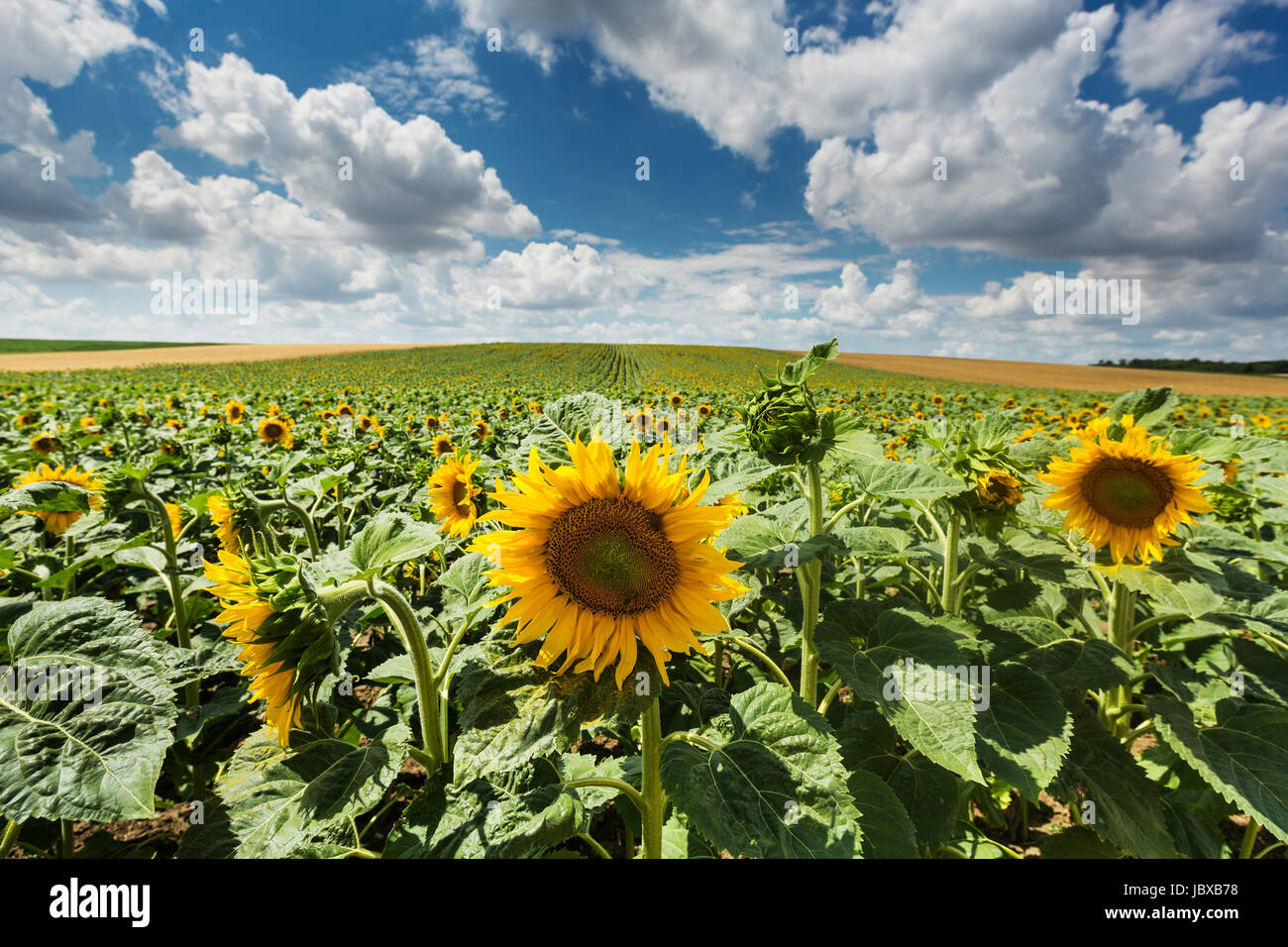 Sonnenblume, landwirtschaftliches Feld im Sommer mit Nutzpflanze Foto Stock