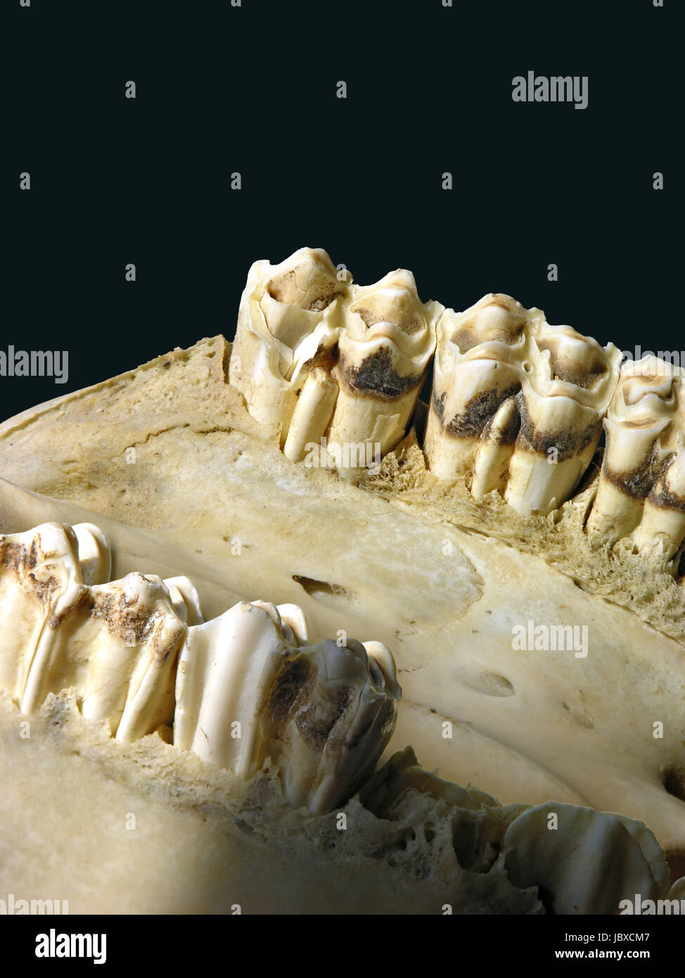 Denti di mucca. Foto Stock