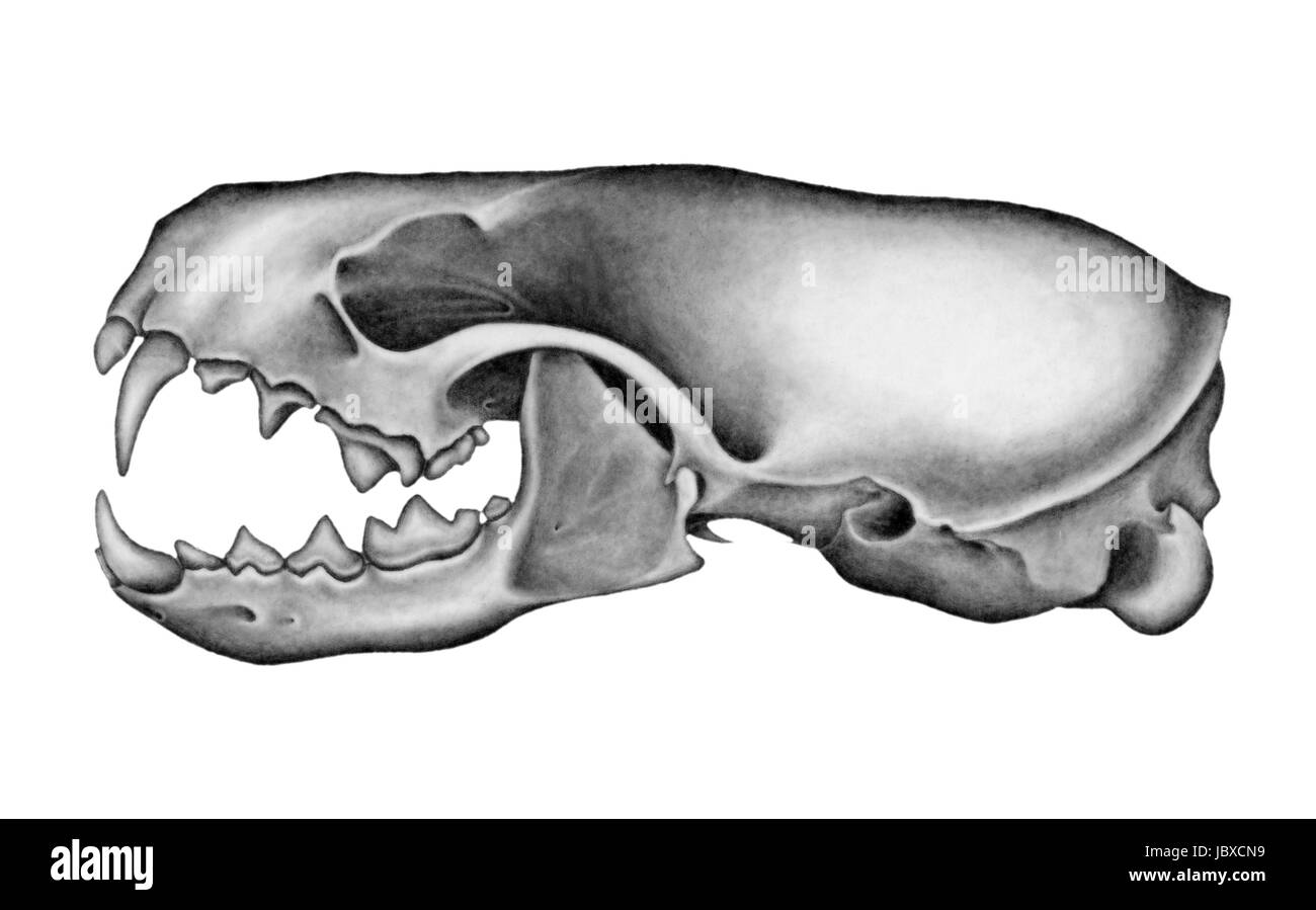 Il mio disegno a matita di un cranio di visone. Ho creato questo in una illustrazione scientifica corso tenuto presso la scuola dell'Art Institute of Chicago. Foto Stock