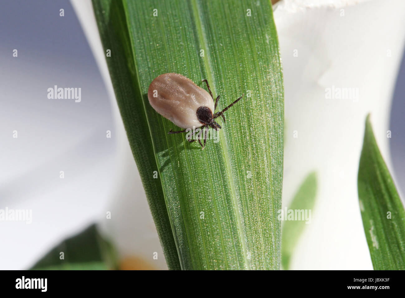 La Ixodes ricinus (barrare) Foto Stock