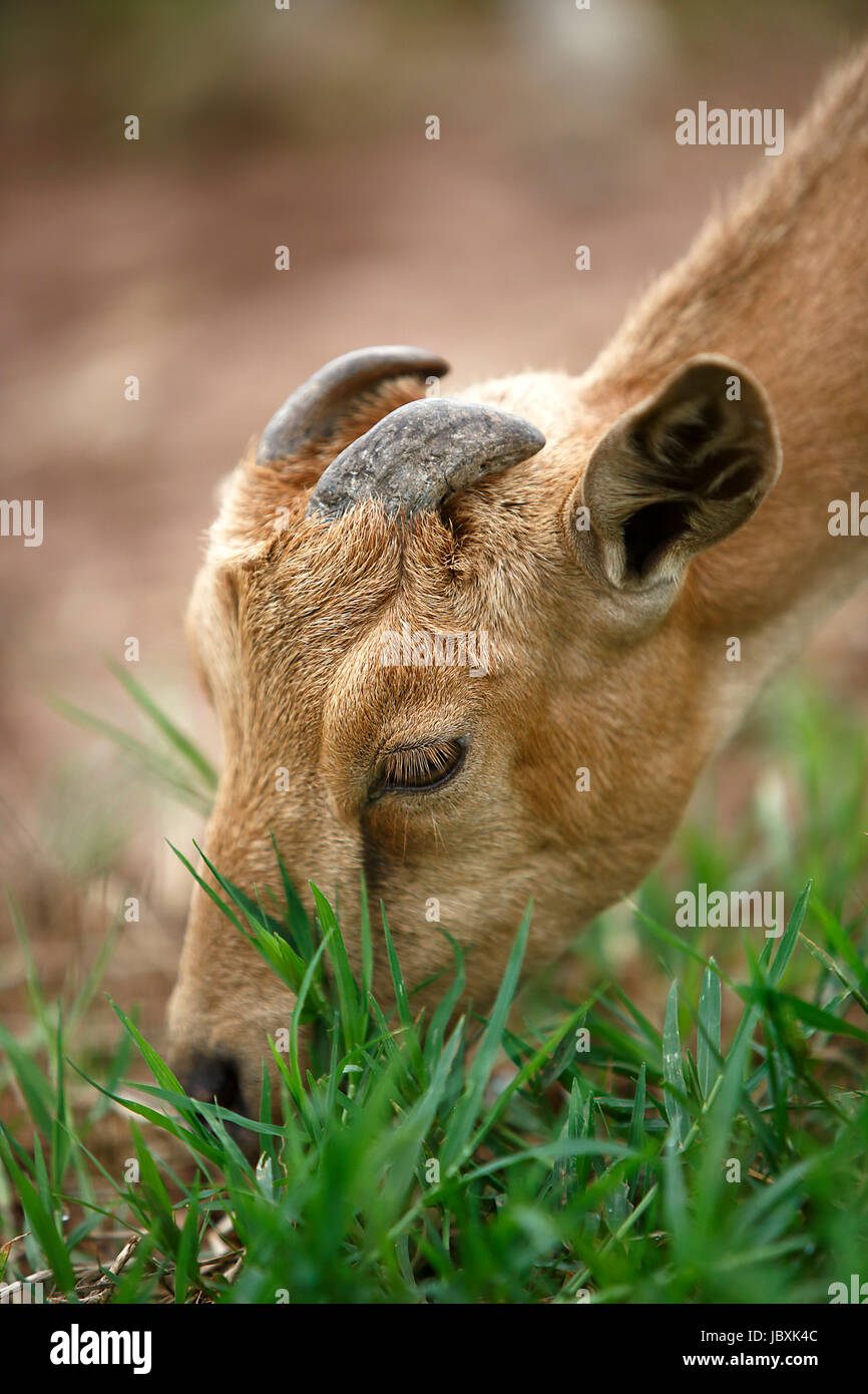 Ritratto di una capra africana di mangiare erba fresca Foto Stock