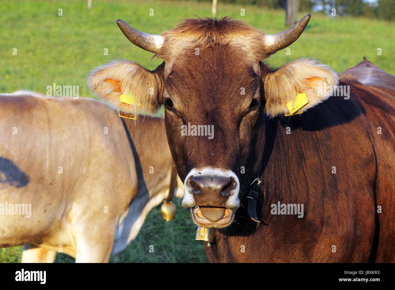 Animale mammifero Foto Stock