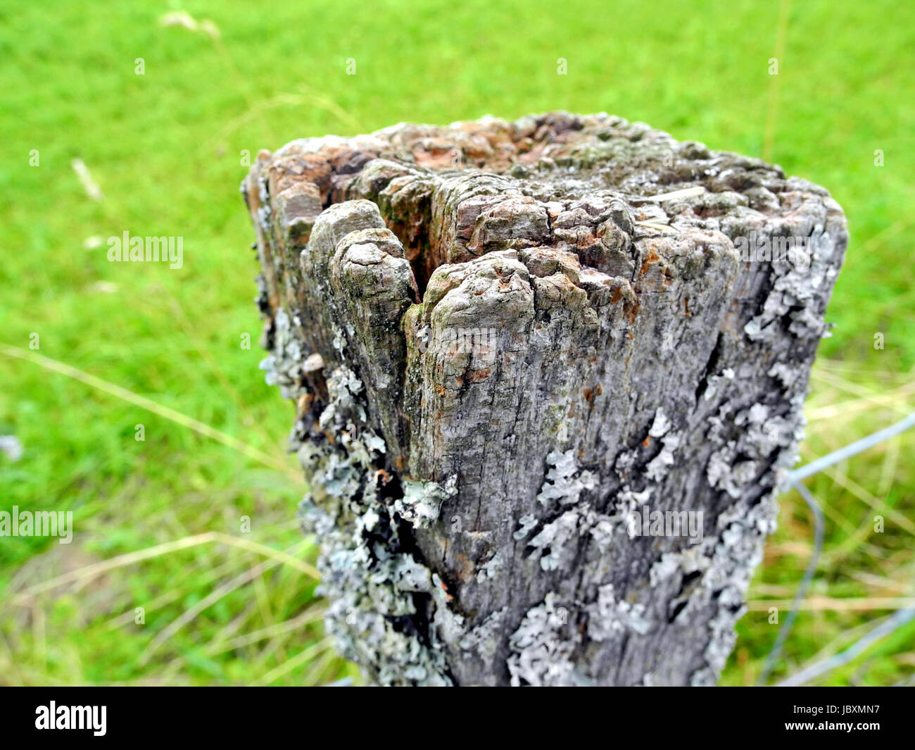 Vecchio legno stagionato post Foto Stock