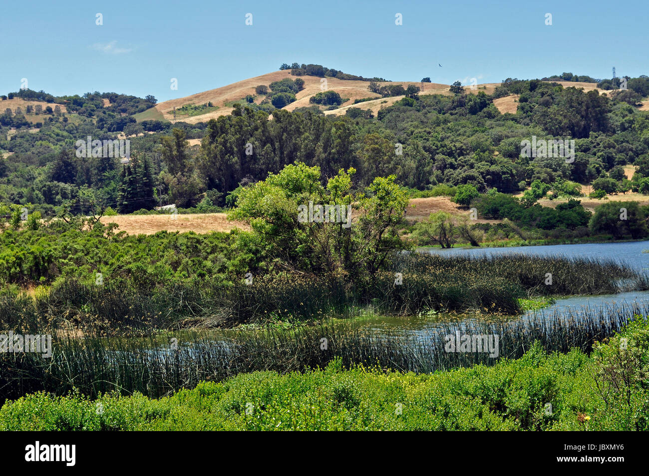 Concedere, Lago, Giuseppe D. Grant County Park, Santa Clara County, California, Stati Uniti d'America Foto Stock
