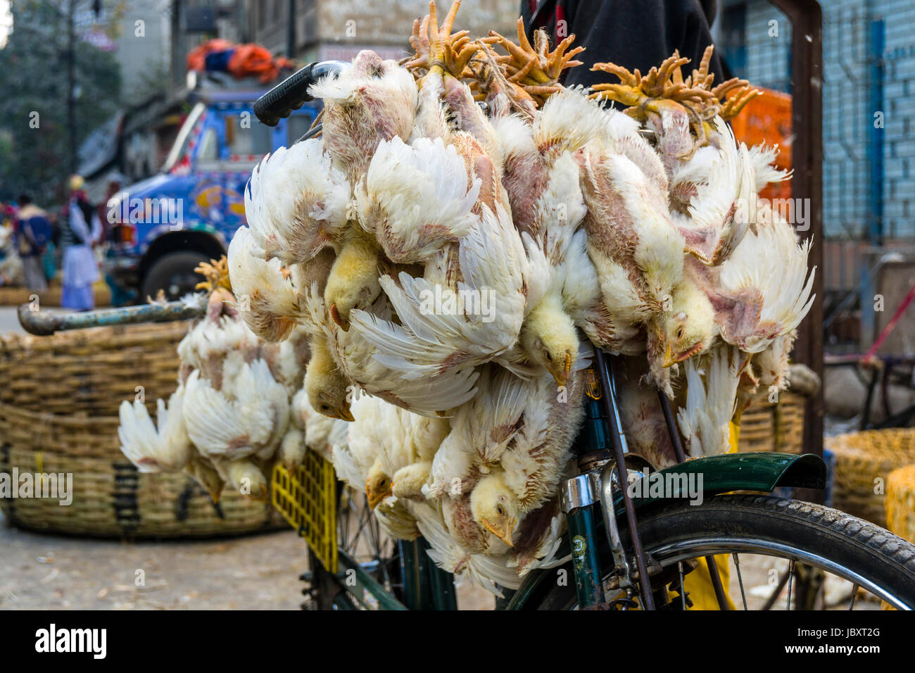 Pollo sono legati insieme e trasportato in bicicletta nel sobborgo nuovo mercato Foto Stock