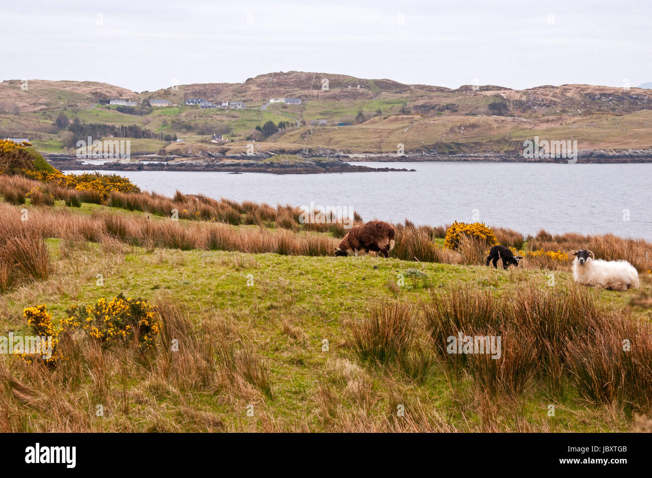 Pecore al pascolo nei campi sul drive a Slieve League, County Donegal, Irlanda Foto Stock