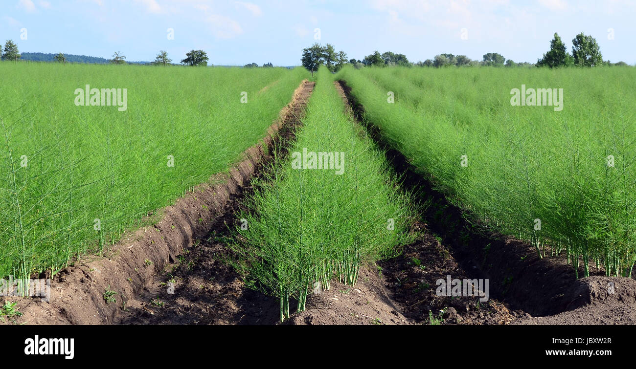 Spargelauswuchsfeld Foto Stock