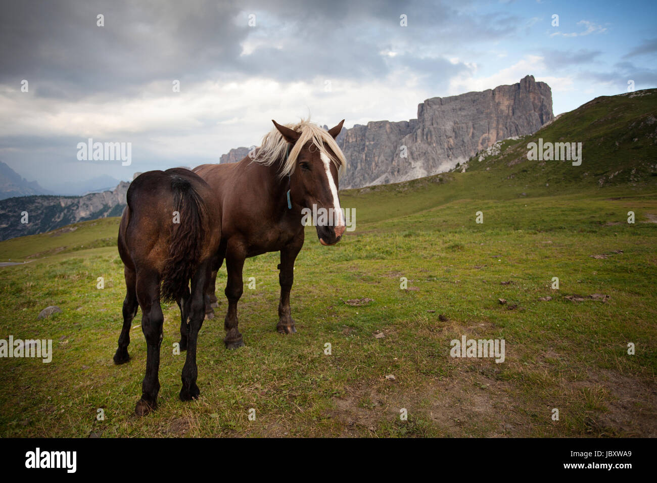 Due cavalli marrone di pascolare su un prato, Dolomiti, Italia. Foto Stock