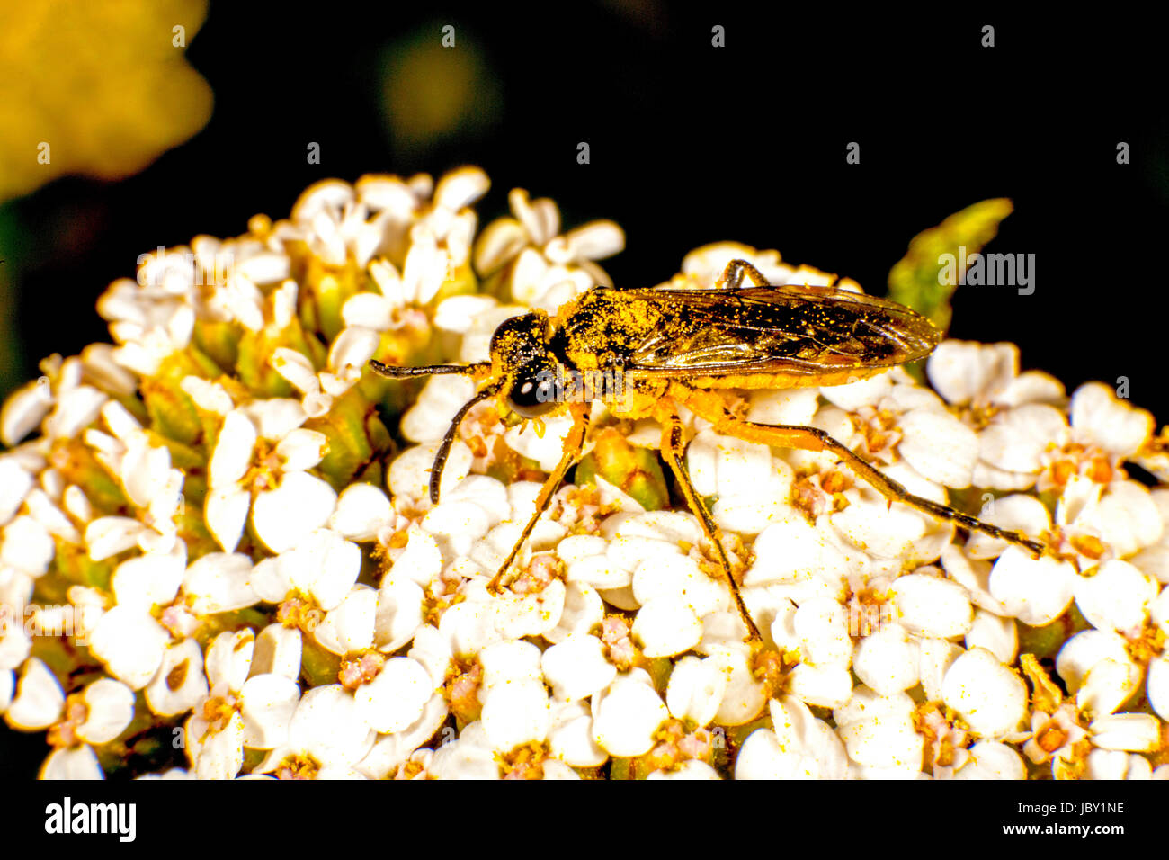 Hoverfly su un fiore Foto Stock