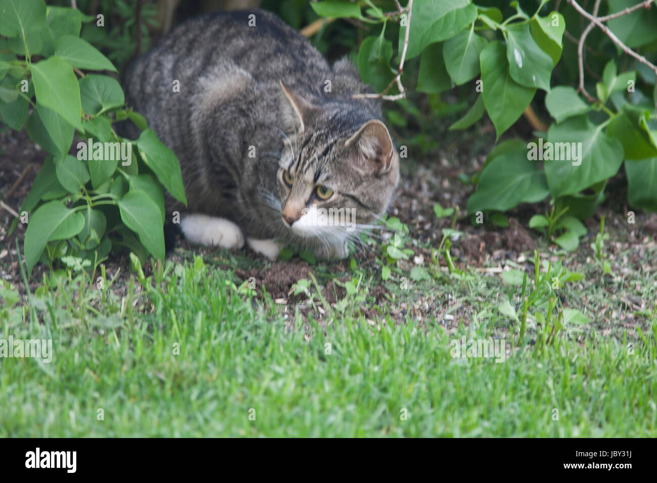 Gatto nel bush in attesa di preda 2017 Foto Stock