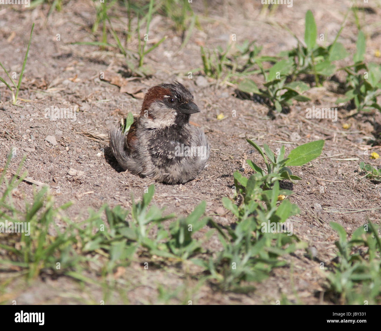 SPARROW bagni di sabbia 2017 Foto Stock