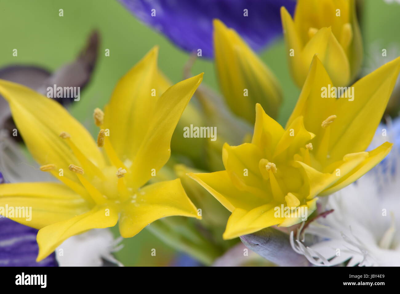 Fiore giallo in giardino con il fuoco selettivo Foto Stock