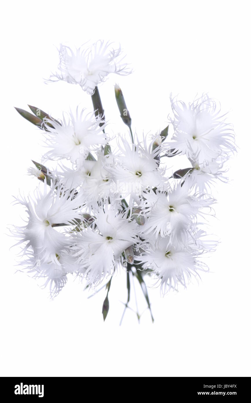 Mini bianco fiori di garofano isolati su sfondo bianco Foto Stock