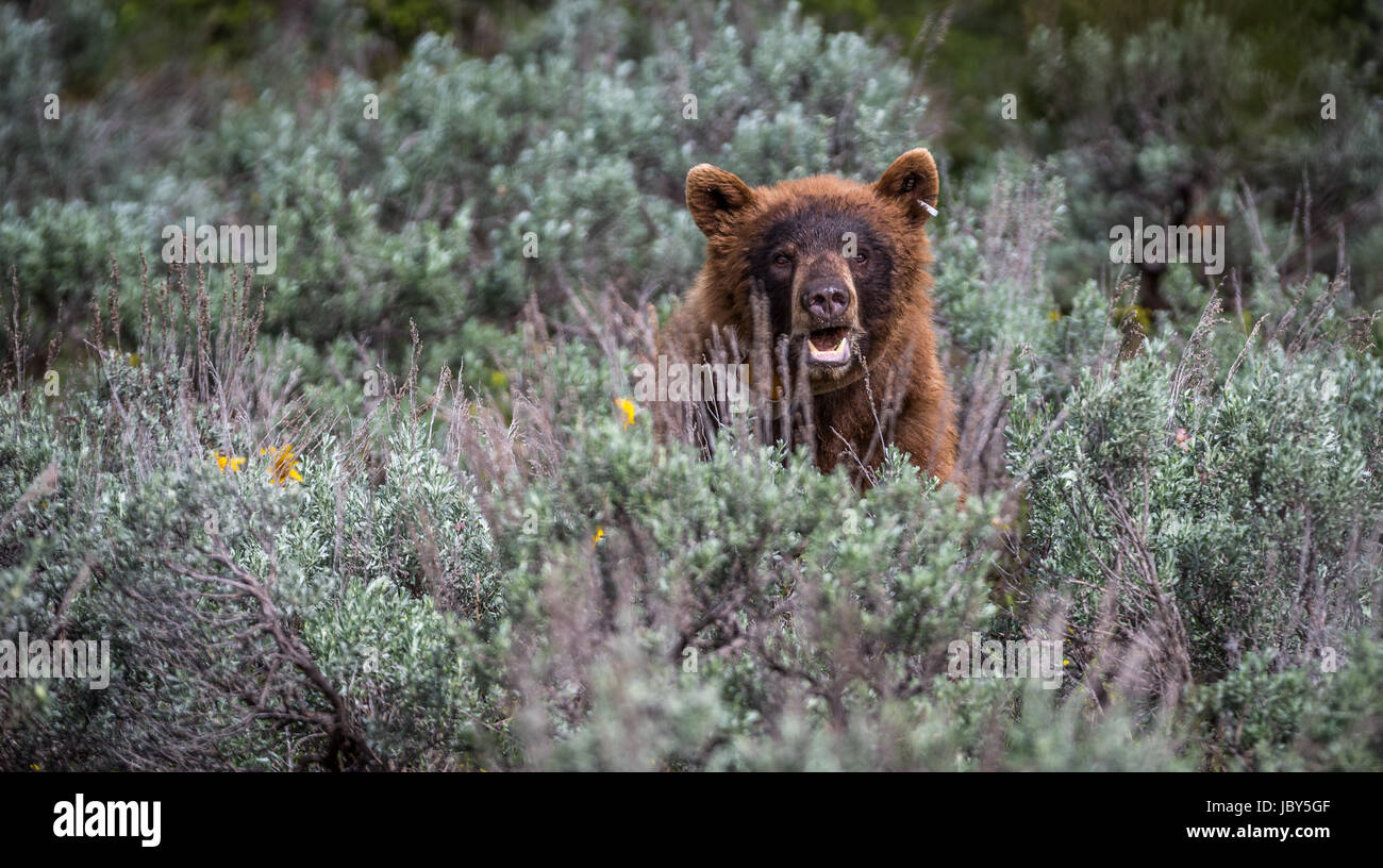 Bear wild Foto Stock