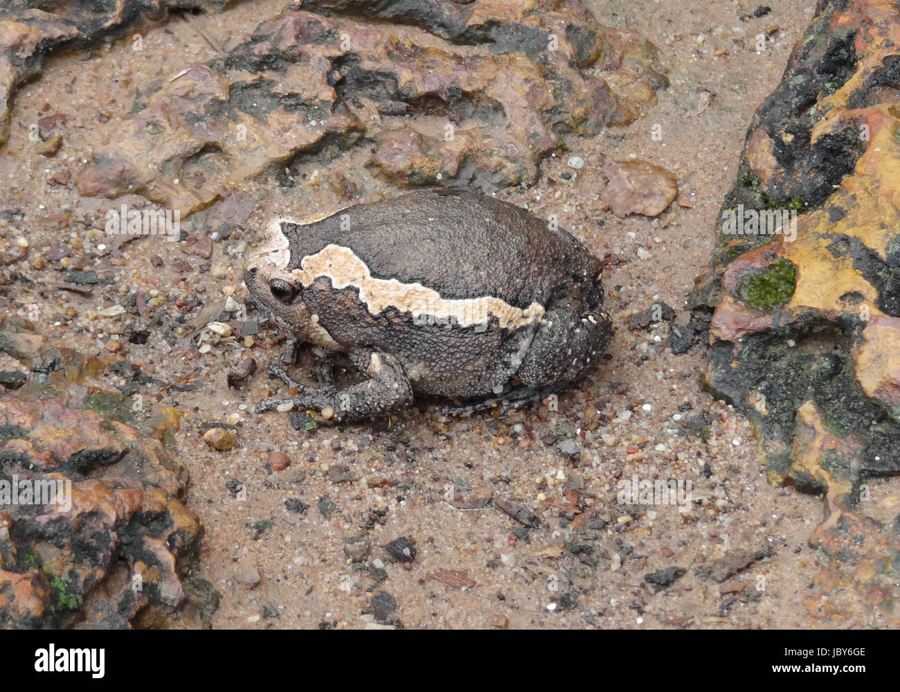 Un indian bullfrog visto in Cambogia Foto Stock