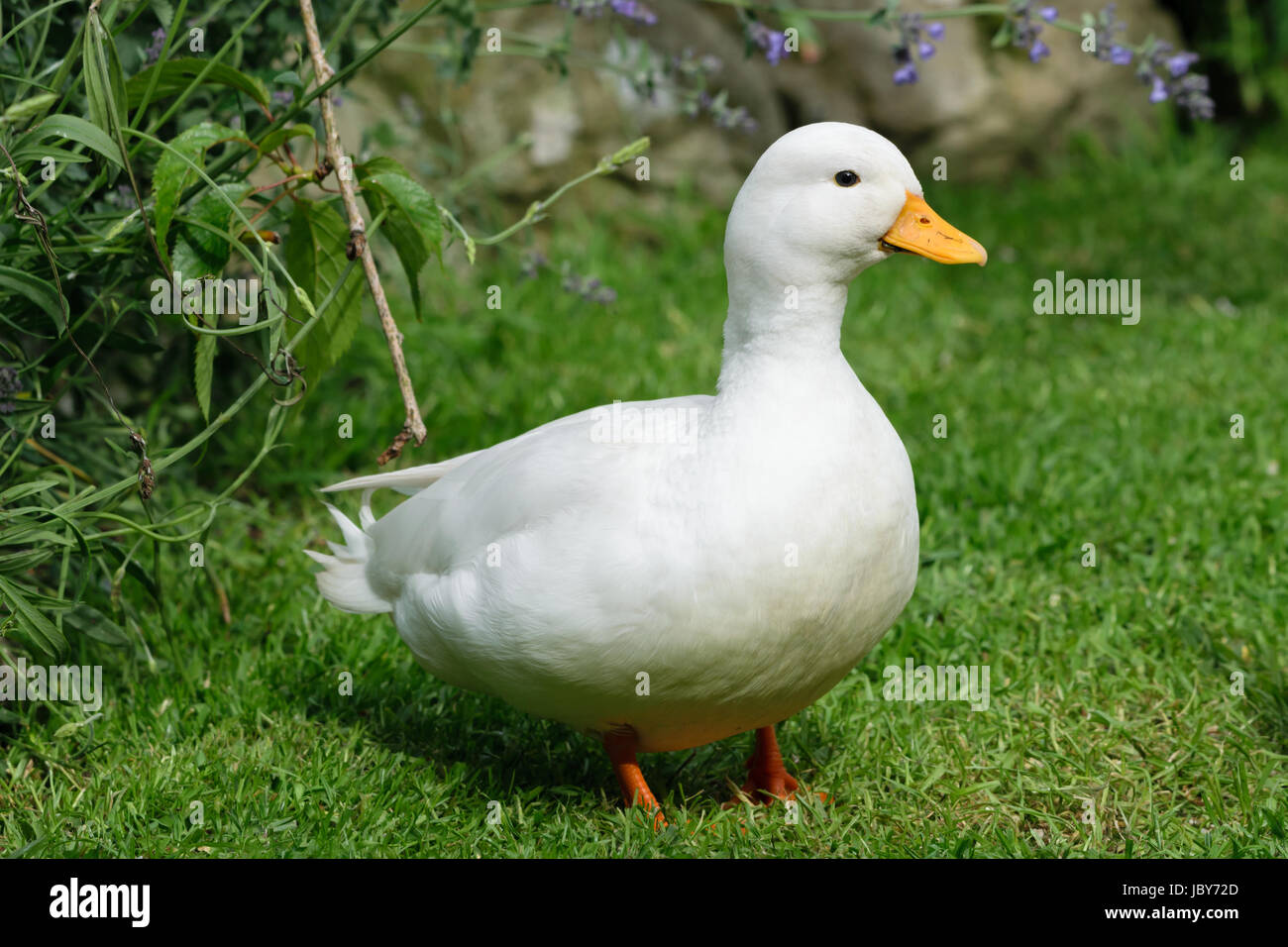 Maschio bianco anatra chiamata sull'erba Foto Stock