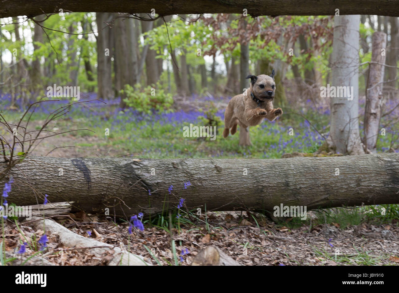 Border Terrier jumping un log verso la telecamera Foto Stock