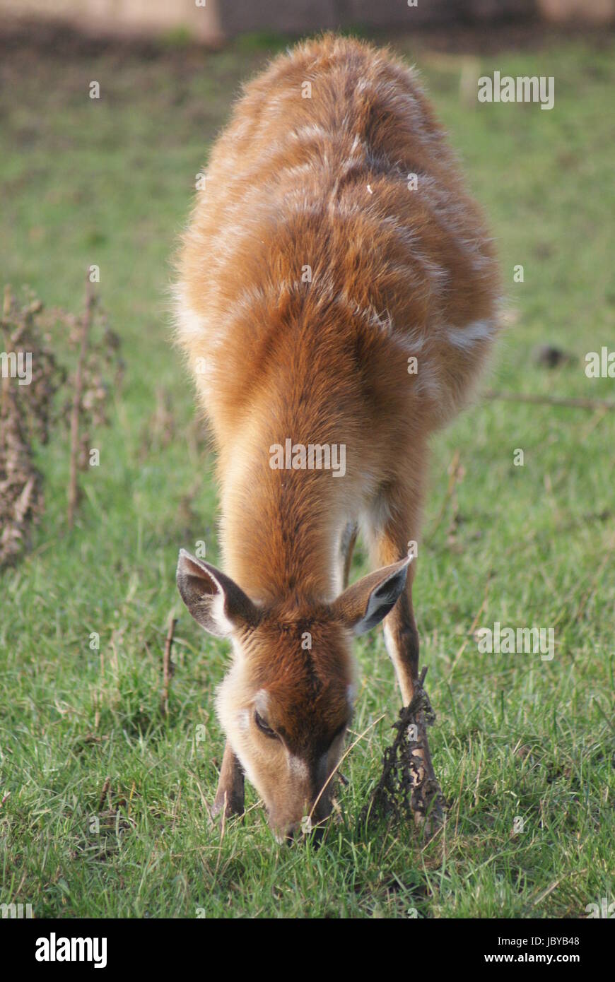 - Sitatunga Tragelaphus spekeii Foto Stock