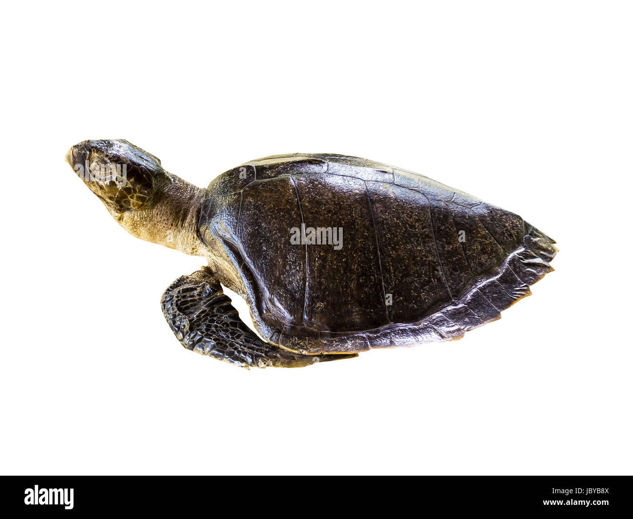 Liuto tartaruga di mare (Dermochelys coriacea) isolato su bianco con tracciato di ritaglio Foto Stock