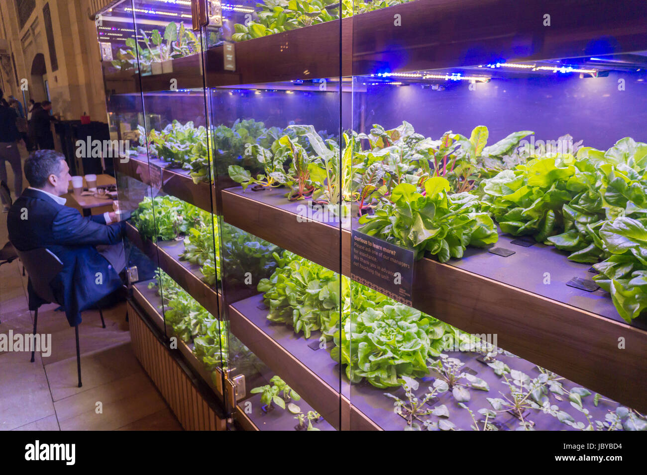 Il rosso e il blu delle luci led forniscono la luce per la fotosintesi a crescere un assortimento di verdi in una fattoria per la Great Northern Food Hall in Grand Central Terminal di New York giovedì 8 giugno 2017. (© Richard B. Levine) Foto Stock