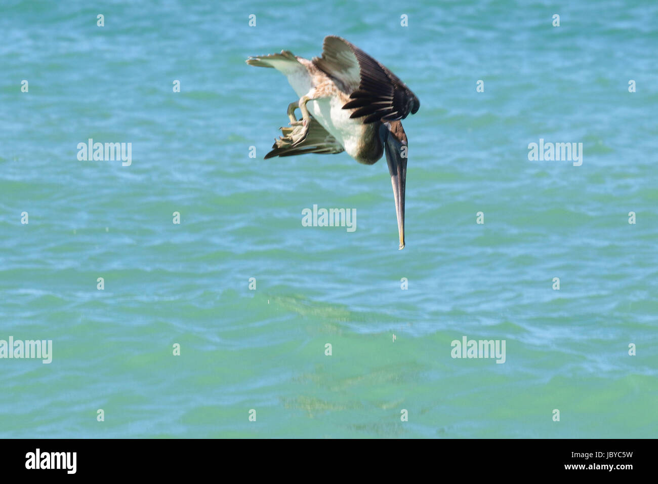 Brown pelican sub / pesca al largo della costa della Florida Foto Stock