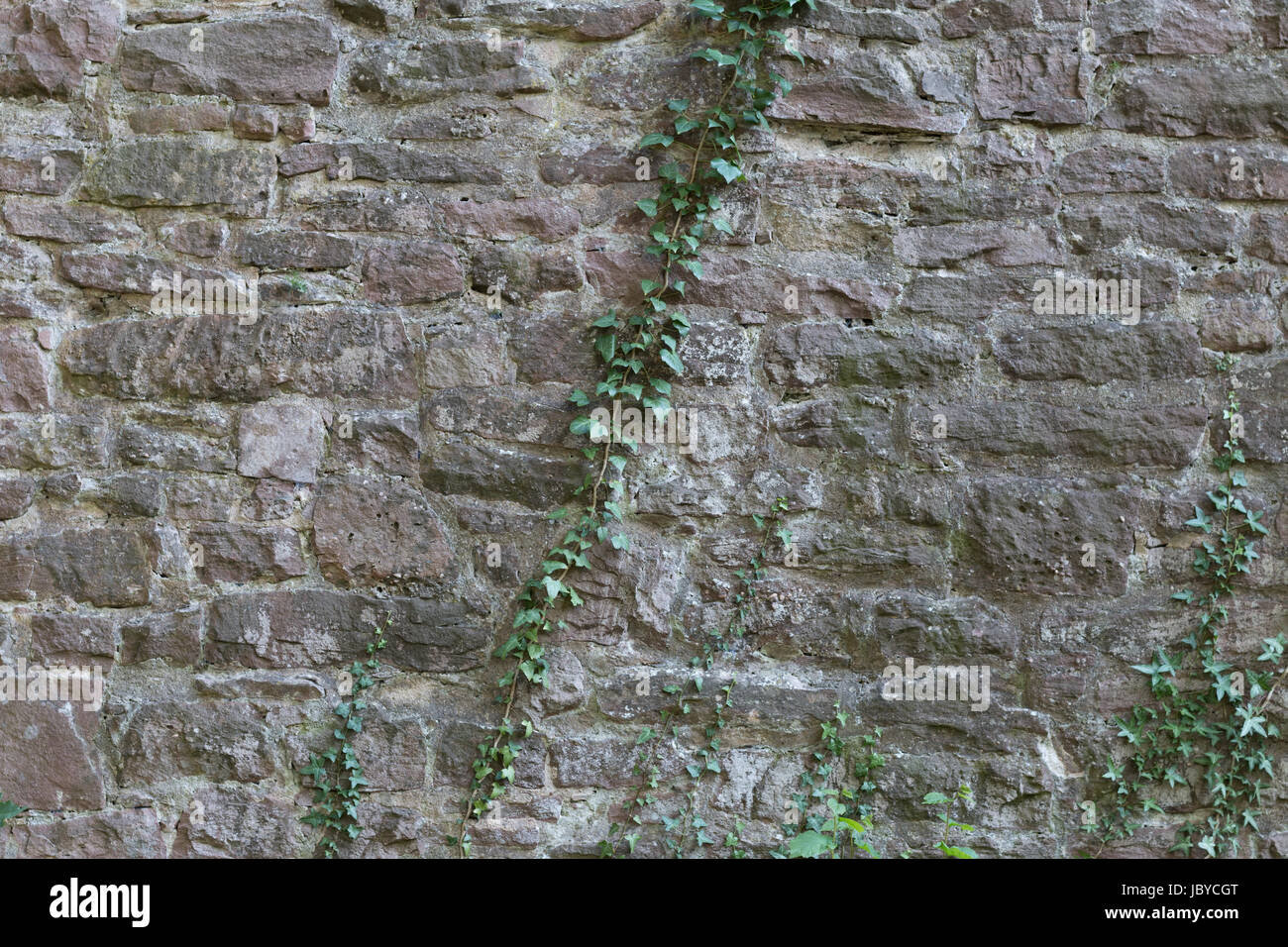 Alte Steinmauer aus dem 16dieci Jahrhundert, mit einer Efeu Ranke Foto Stock