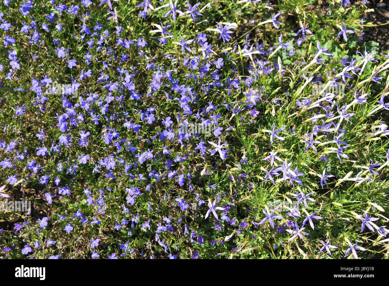 ZUELPICH, deutschland - JULI 19: Landesgartenschau Zuelpich 2014. Erlebniswelt Seepark, mit Hausgaerten, Teppichglockenblume. Foto Stock