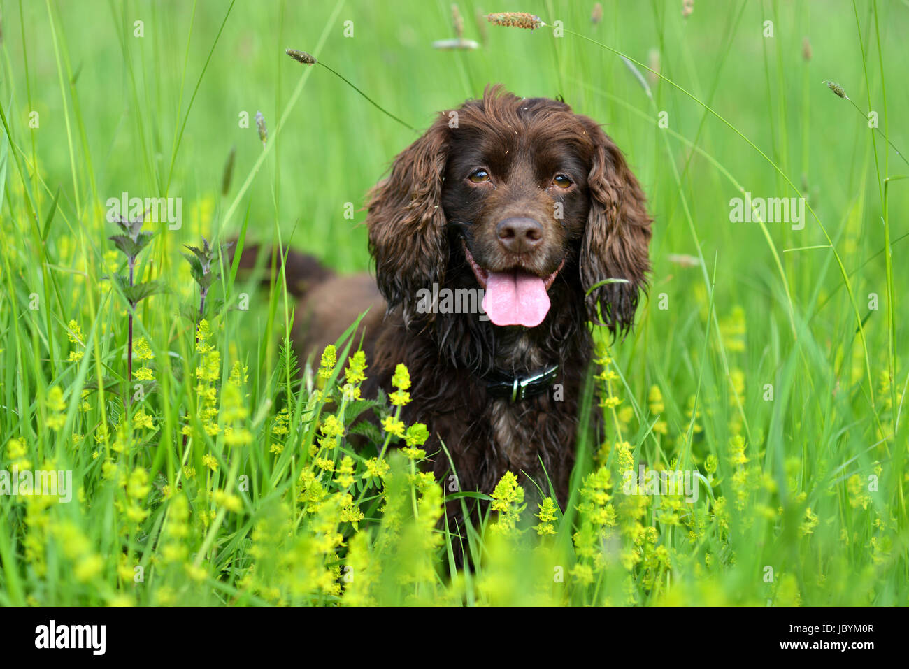 Lavorando cocker spaniel in erba lunga Foto Stock