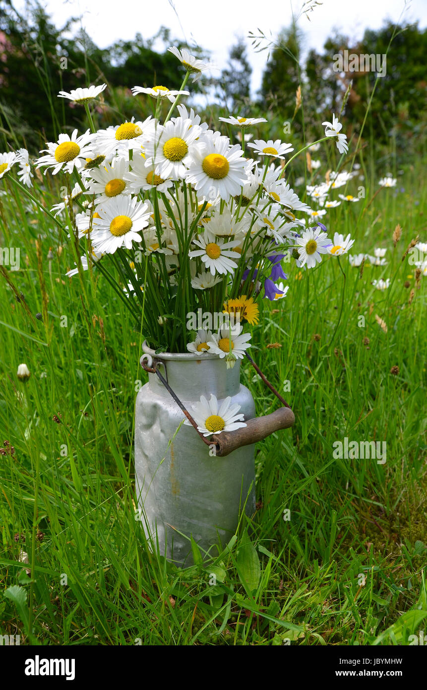 Blumenstrauß Blumenwiese bunter Blumen Hintergrund Foto Stock