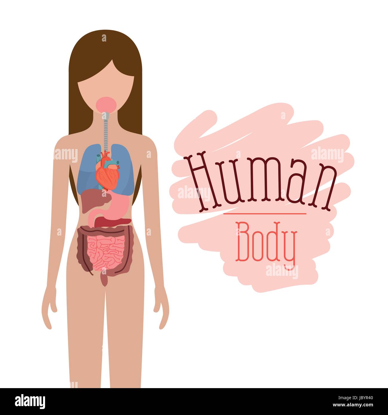 Silhouette colorato persona di sesso femminile con set di organi interni sistema del corpo umano Illustrazione Vettoriale
