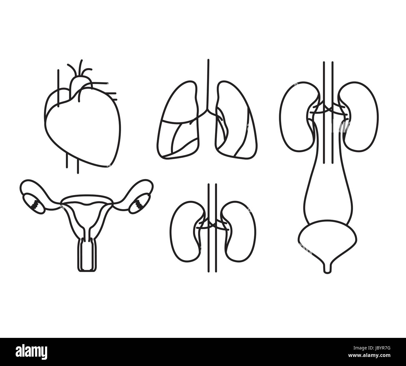 Silhouette set corpo umano systems Illustrazione Vettoriale
