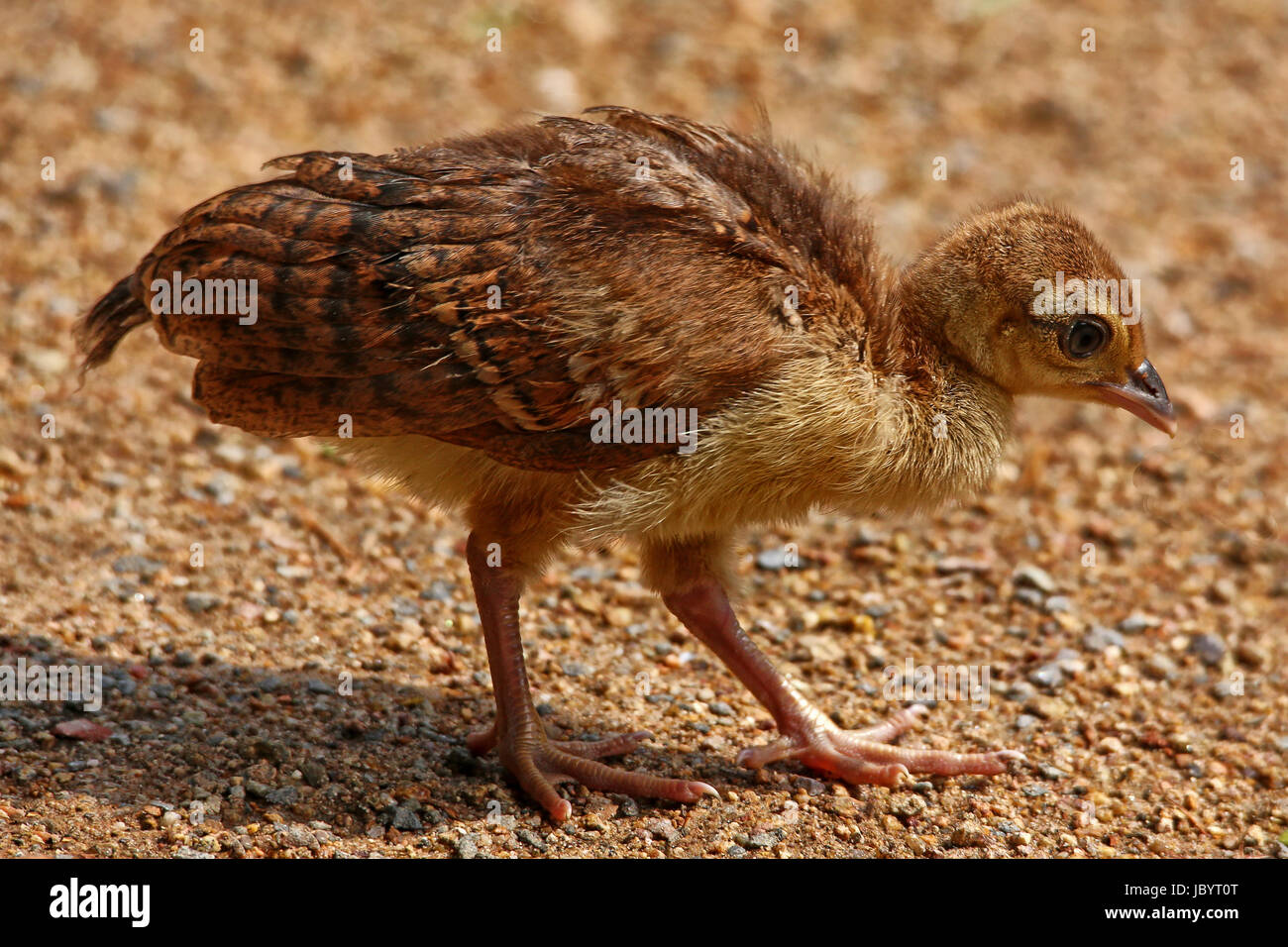 Baby Pavone Pavone (pulcini) Foto Stock