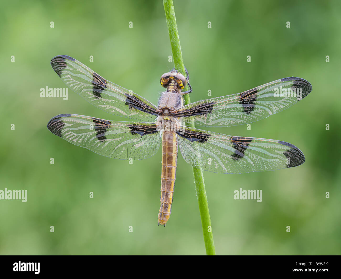 Una coperta di rugiada teneral dodici femmina pezzata (Skimmer Libellula pulchella) dragonfly attende le sue ali ad indurire prima del suo primo volo. Foto Stock