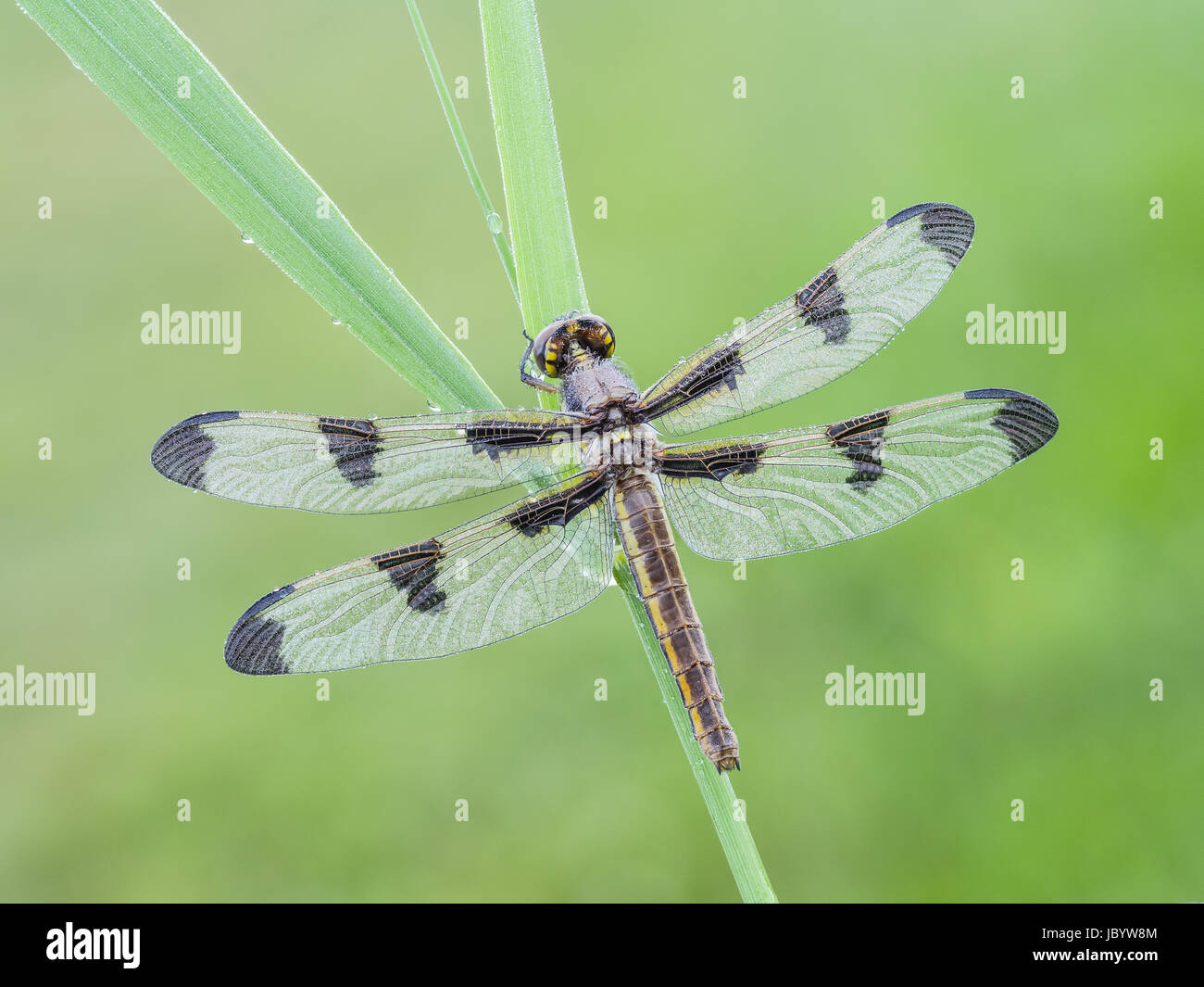 Una coperta di rugiada teneral dodici femmina pezzata (Skimmer Libellula pulchella) dragonfly attende le sue ali ad indurire prima del suo primo volo. Foto Stock