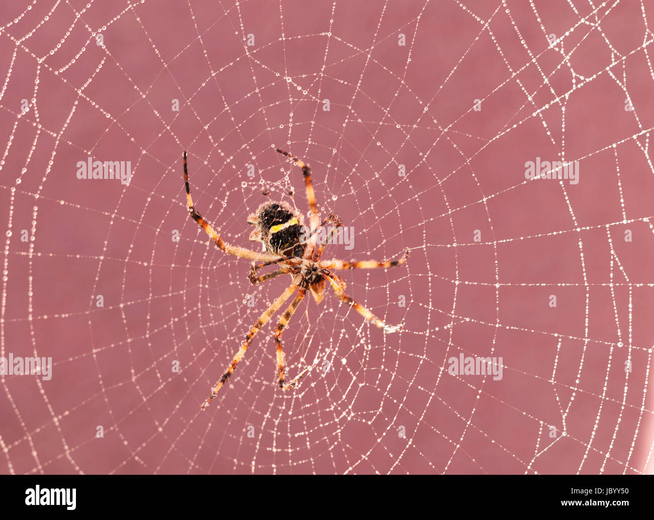 Spider poggiando sulla sua ragnatela dopo la pioggia Foto Stock