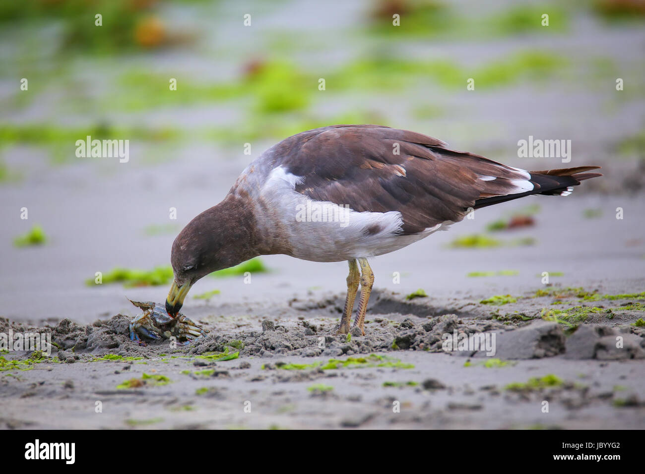 Belcher il gabbiano (Larus belcheri) mangiare granchi sulla spiaggia della Baia di Paracas, Perù. Paracas baia è ben noto per la sua abbondante fauna selvatica. Foto Stock