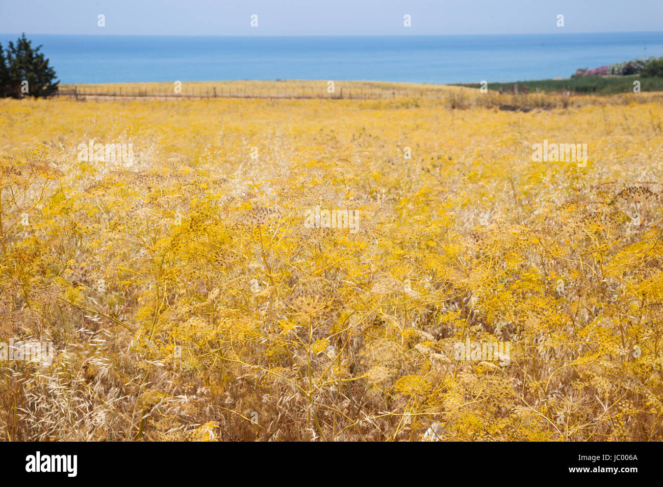 Giallo dorato campi di fiori selvatici tra le cittadine di mare Licata e Falconara nel sud della Sicilia, Italia. Foto Stock