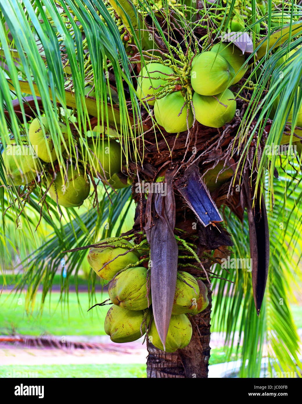 Phnom Penh Cambogia Palm tree noci di cocco Foto Stock