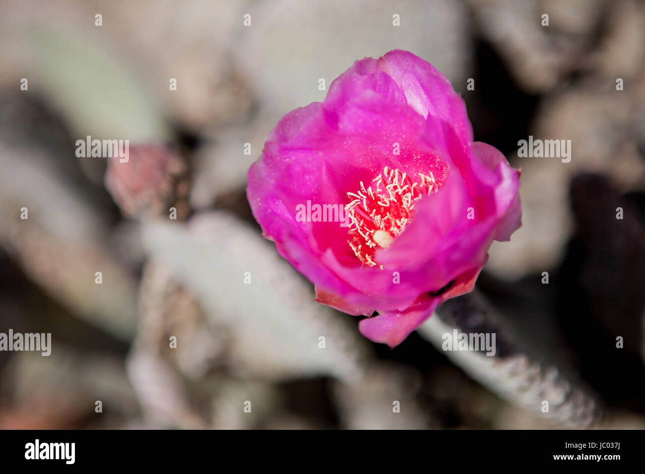 Coda di castoro fiori di cactus (Optuntia) - Deserto Mojave, California USA Foto Stock