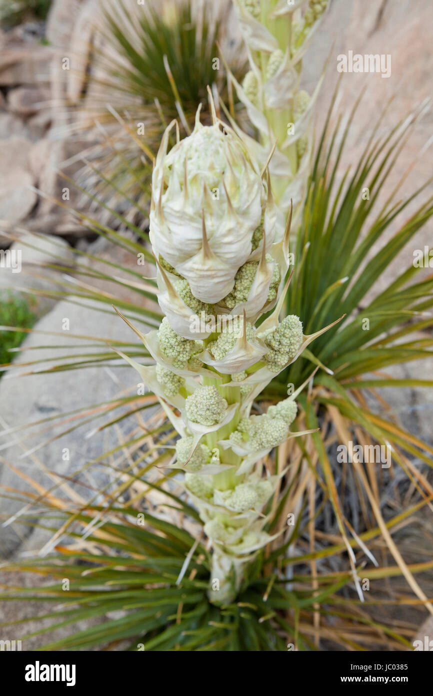 Mojave Yucca piante (Yucca schidigera, aka pugnale spagnolo), che fiorisce in primavera - Deserto Mojave, California USA Foto Stock