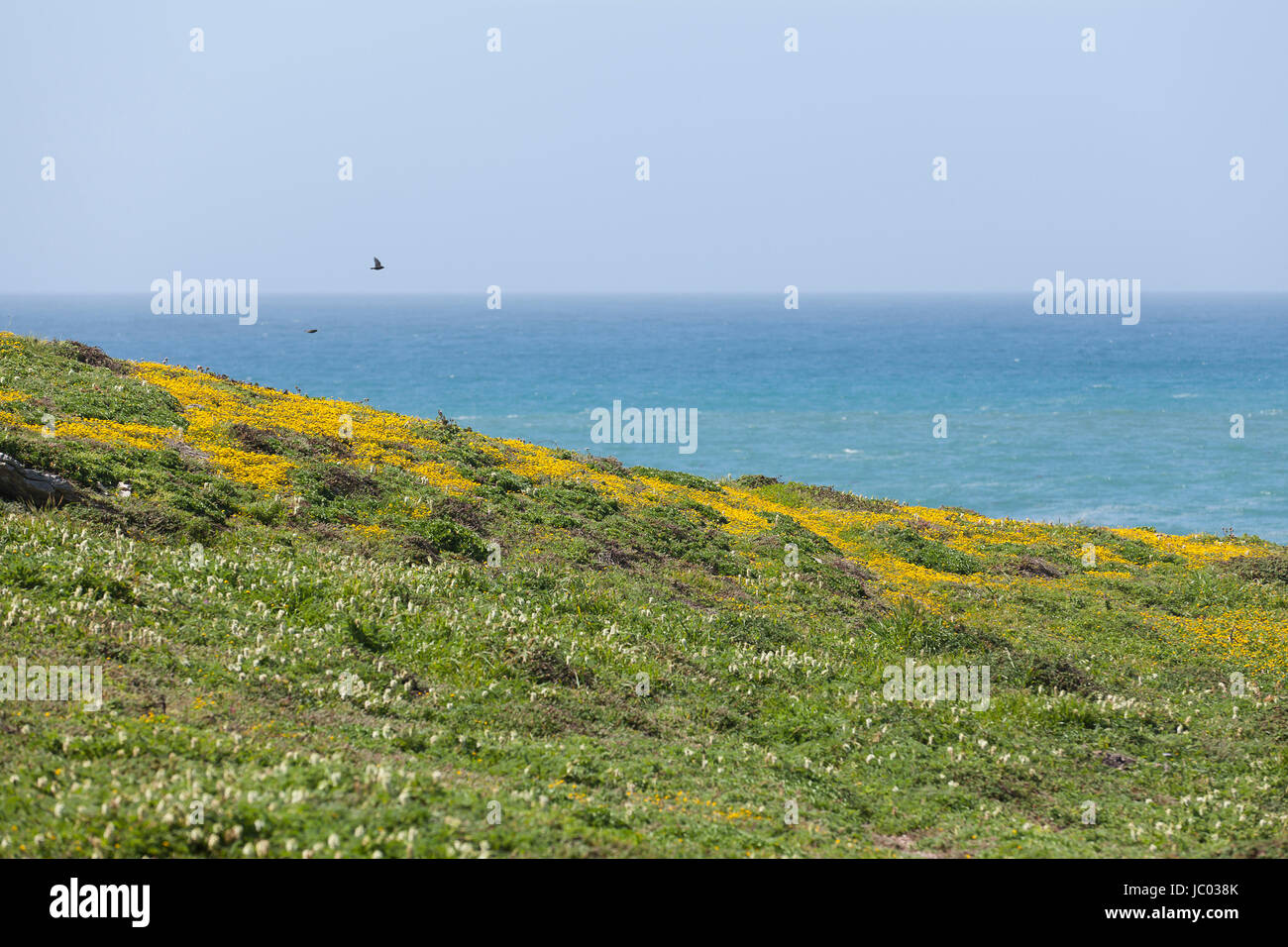 California Central Coast - San Luis Obispo County, California USA Foto Stock