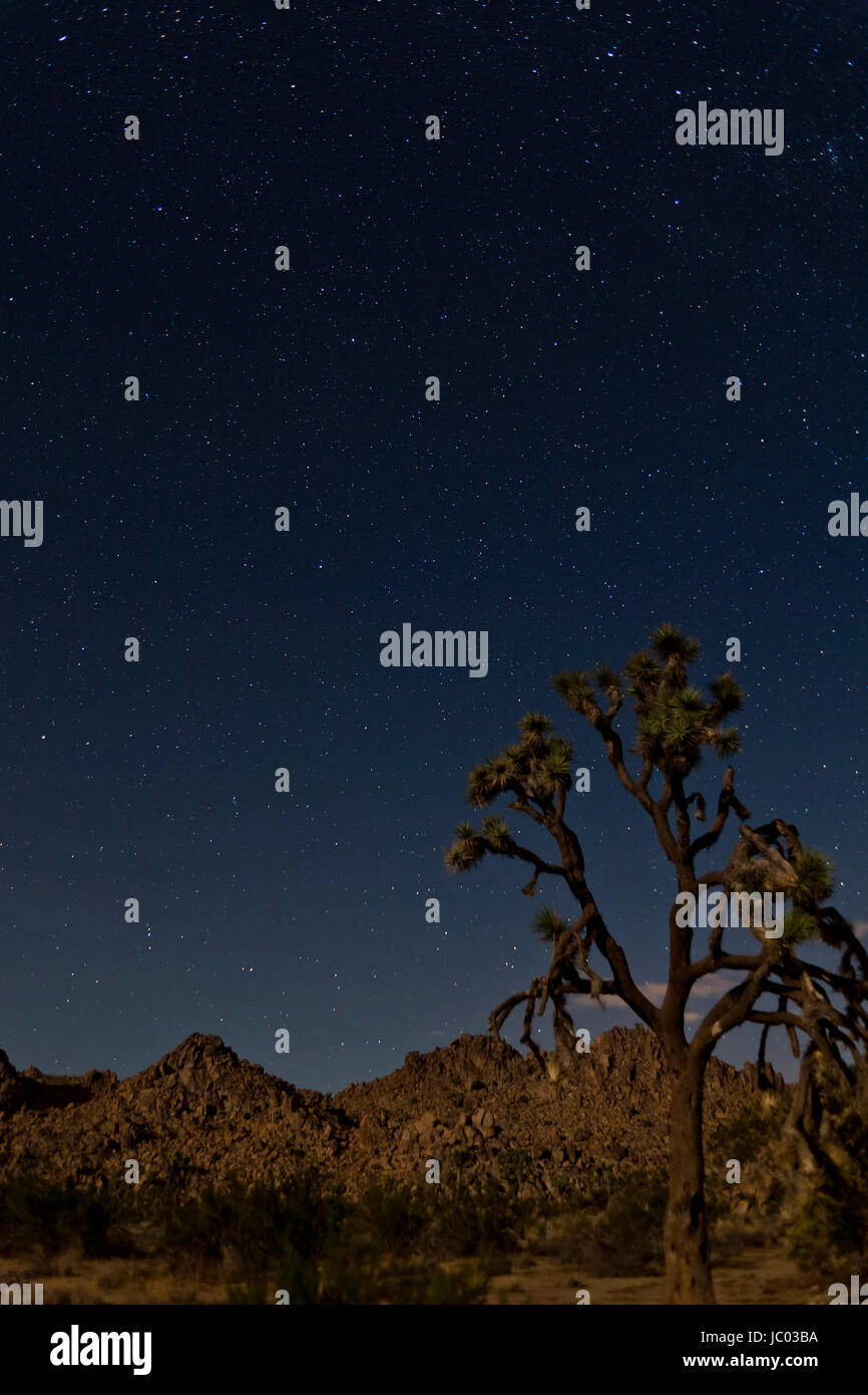 Alberi di Joshua sotto il cielo stellato (deserto paesaggio notturno) - Joshua Tree National Park, California USA Foto Stock