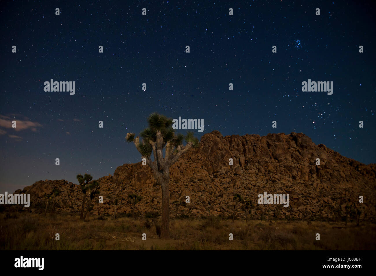 Alberi di Joshua sotto il cielo stellato (deserto paesaggio notturno) - Joshua Tree National Park, California USA Foto Stock