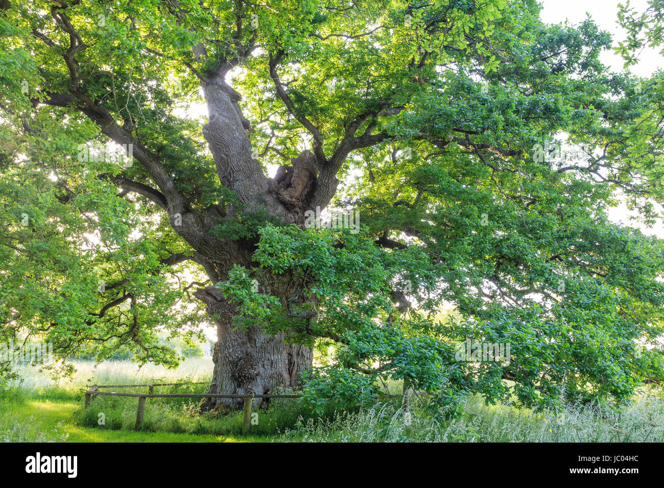 In Francia, in Orne (61), Pervenchère, chêne de la Lambonnière, arbre remarquable // Francia, Orne, Pervenchere, Lambonniere oak Foto Stock