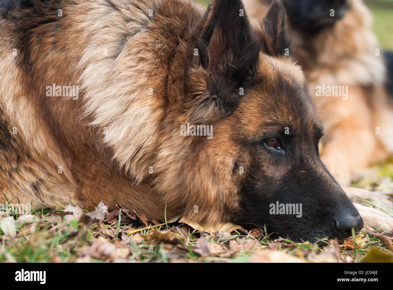 Pastore Tedesco cane, alsaziano Foto Stock