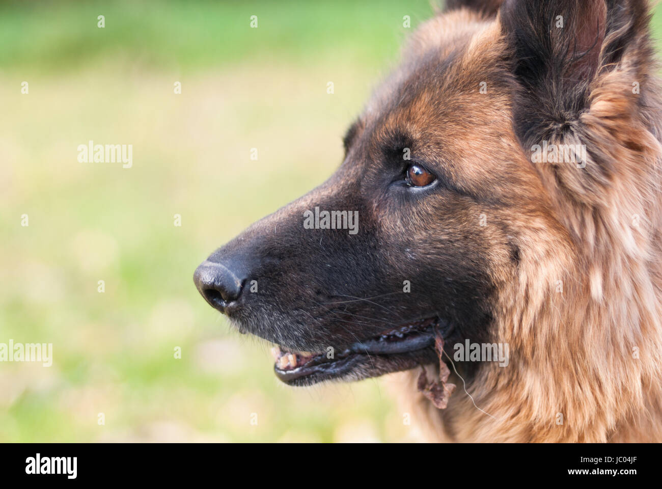 Pastore Tedesco cane, alsaziano Foto Stock