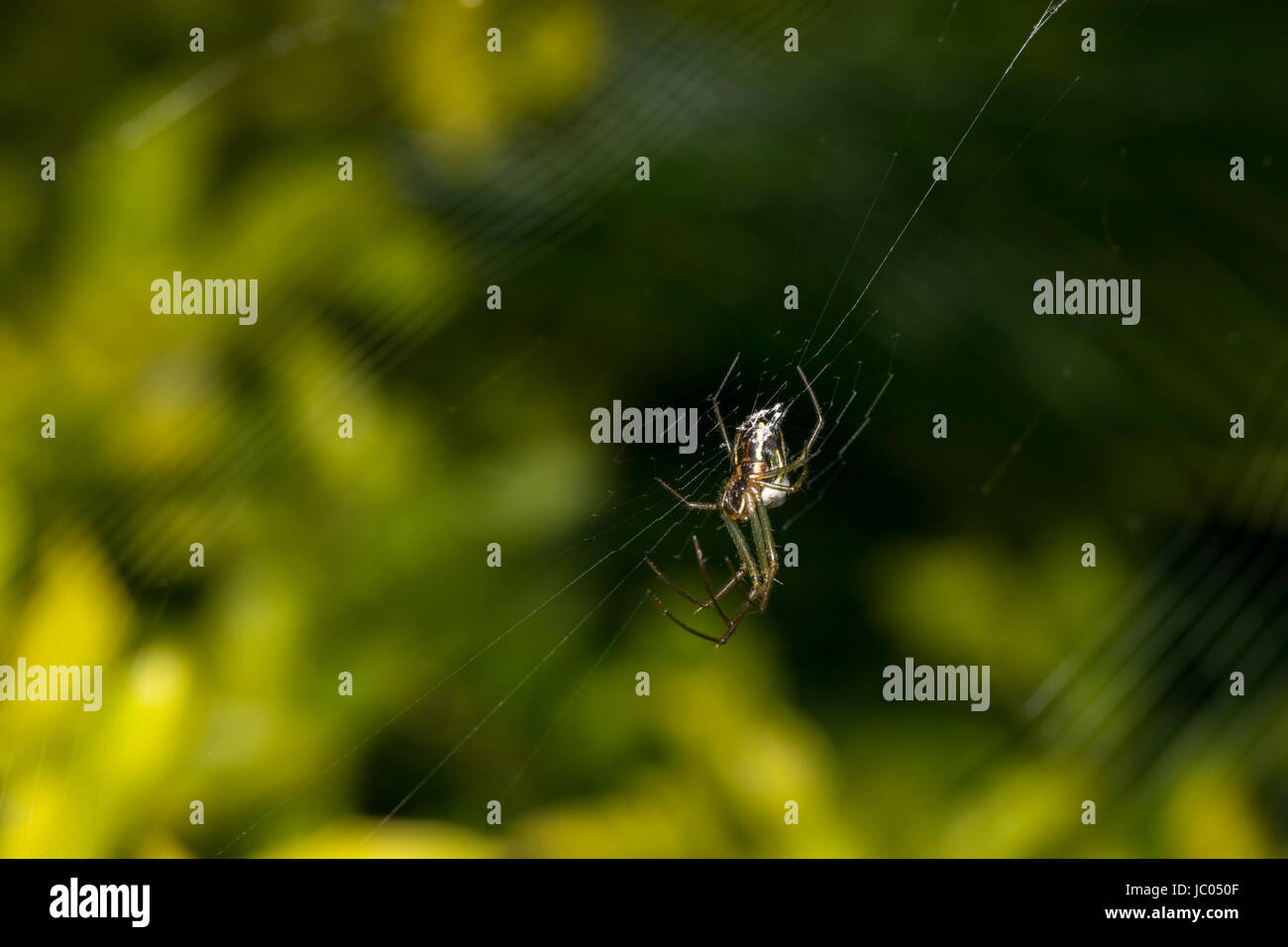 Scary spider e la sua web in attesa di preda Foto Stock