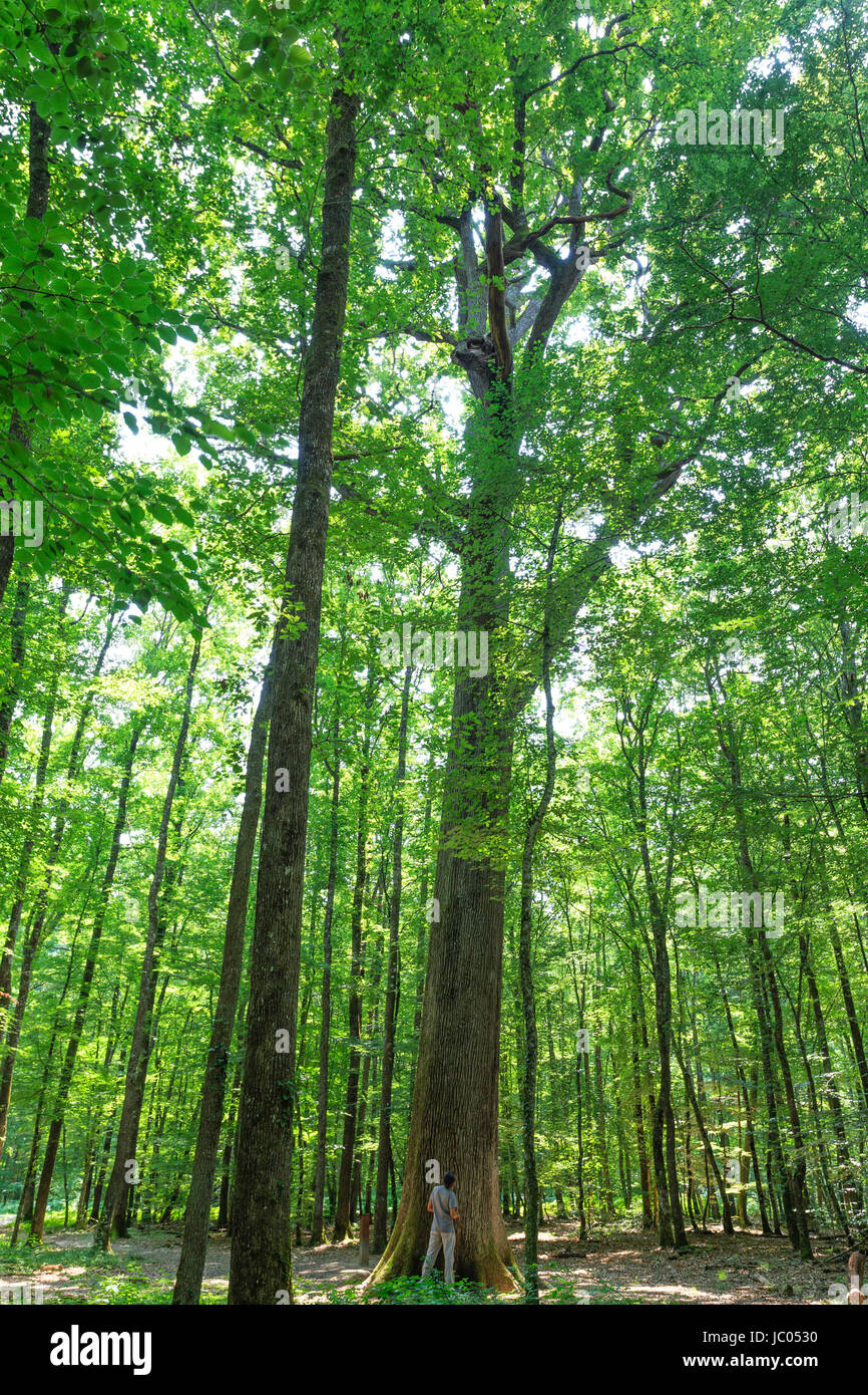 In Francia, in Allier (03), Forêt de Tronçais, Saint-Bonnet-Tronçais, chêne remarquable appelé chêne Charles-Louis Philippe, hauteur 30m, naissance 1640, cir Foto Stock