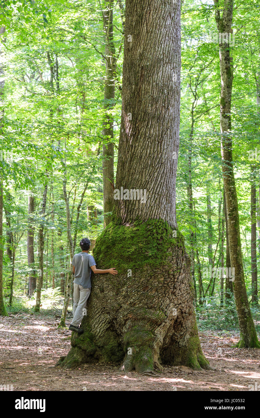 In Francia, in Allier (03), Forêt de Tronçais, Saint-Bonnet-Tronçais, chêne remarquable appelé chêne carré ou la tour Eiffel, hauteur 30 m, naissance 1630 c Foto Stock