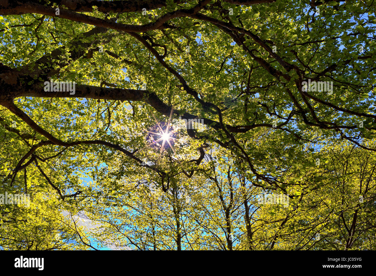 Flare burst come sun luccica attraverso l'albero canopy Foto Stock